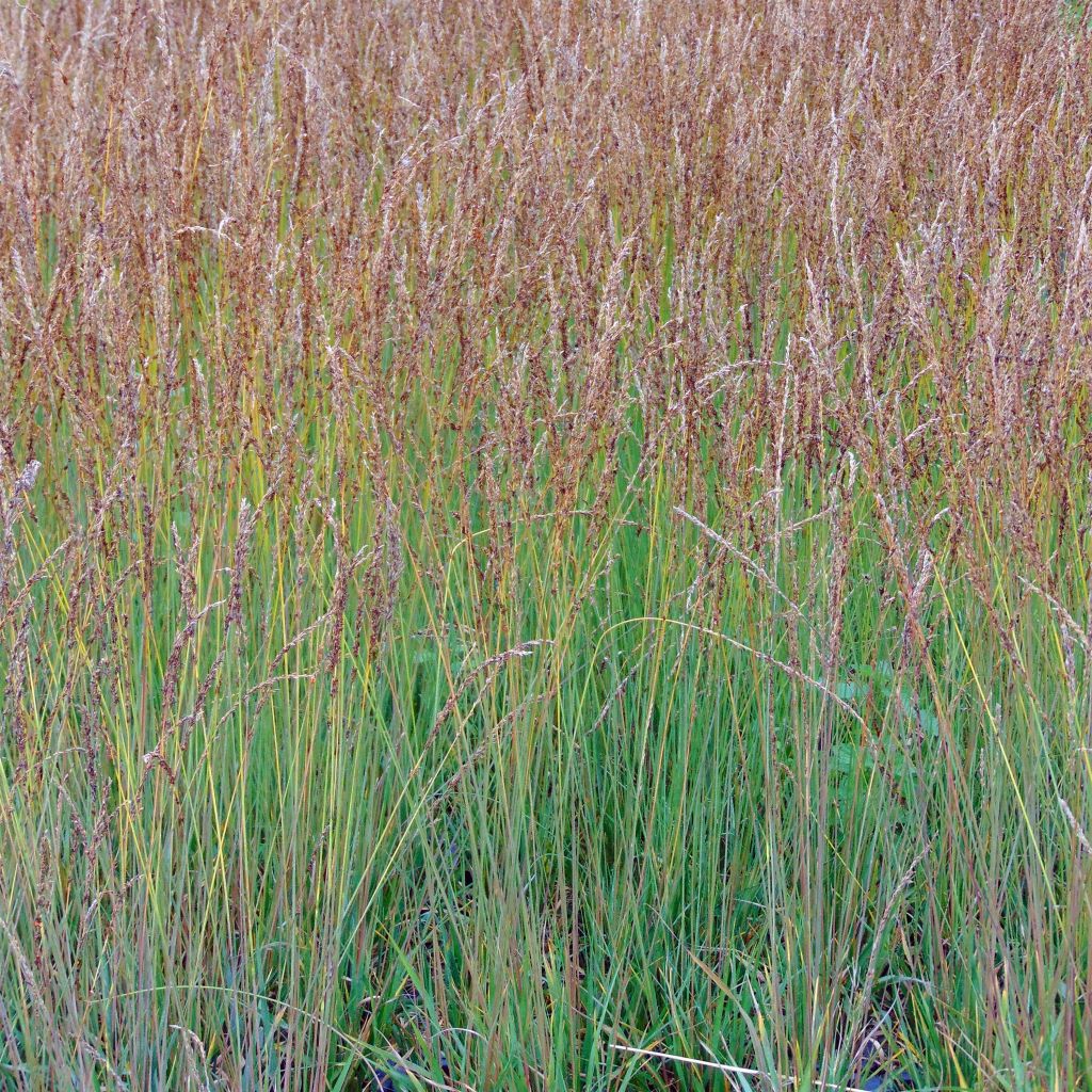 Molinia caerulea Moorhexe - Blaue Pfeifengras