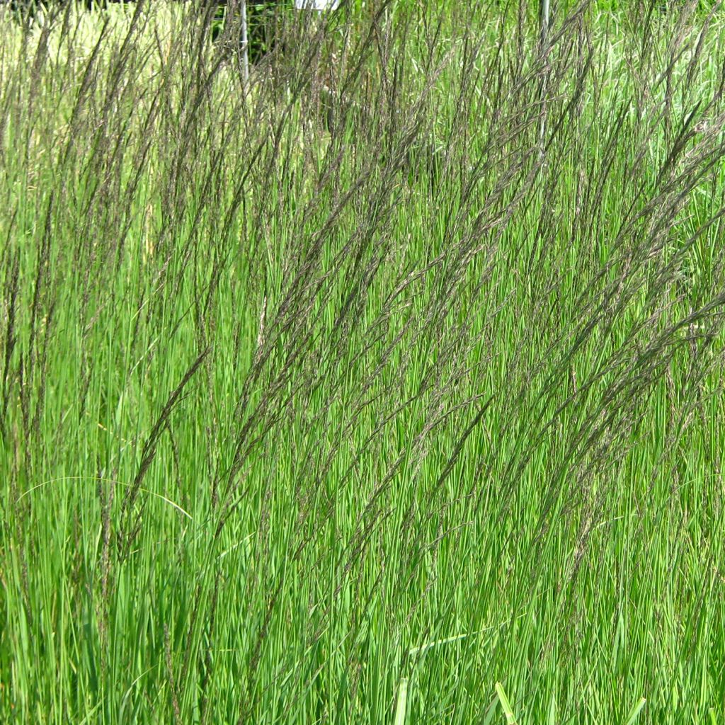 Molinia caerulea subsp. arundinacea Fontäne - Rohr-Pfeifengras