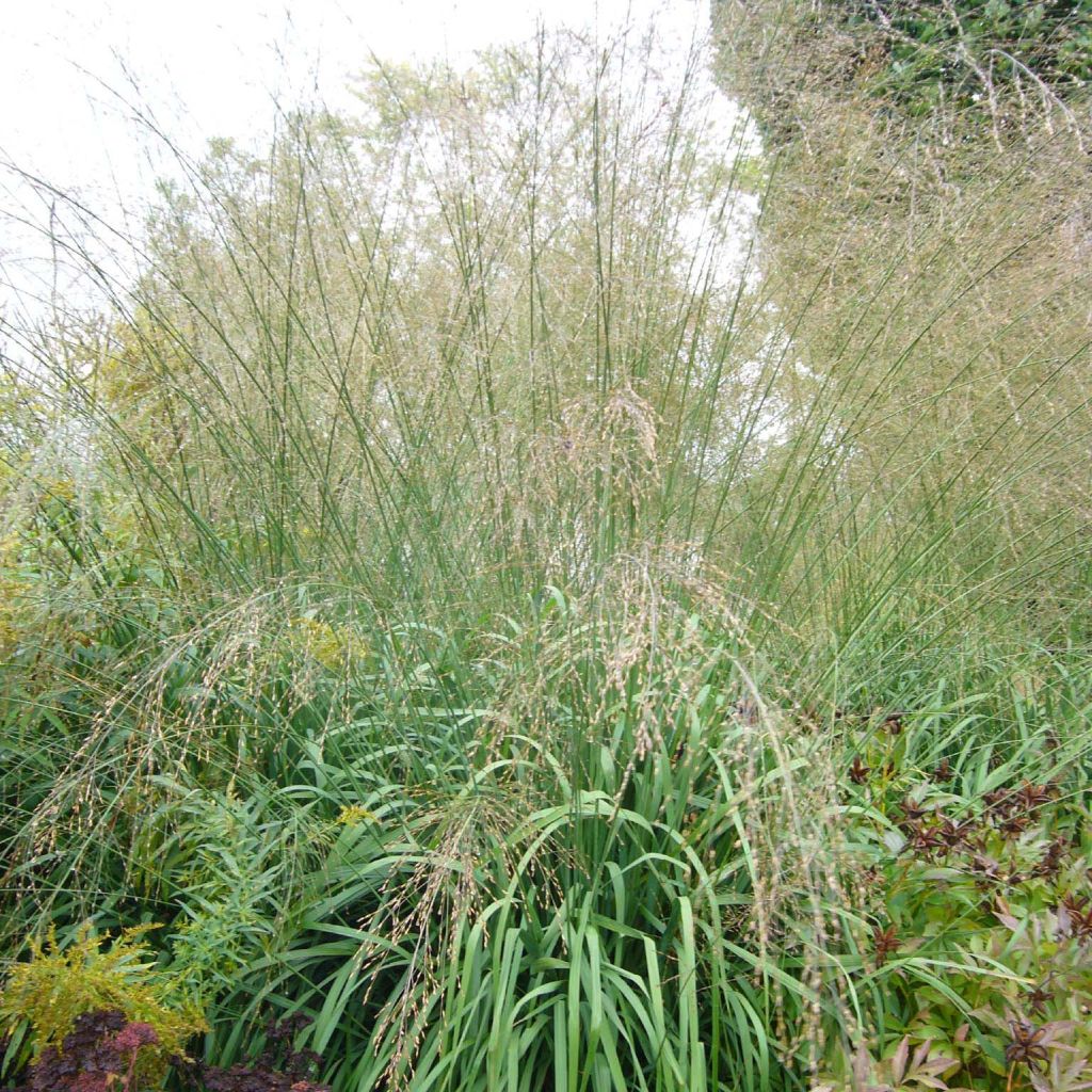 Molinia caerulea subsp. arundinacea Transparent - Rohr-Pfeifengras