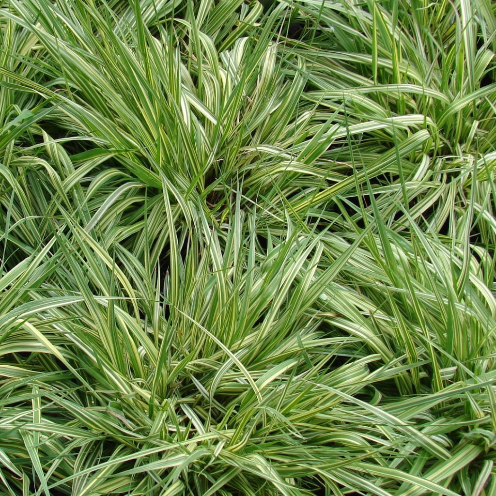 Molinia caerulea subsp. caerulea Variegata - Rohr-Pfeifengras