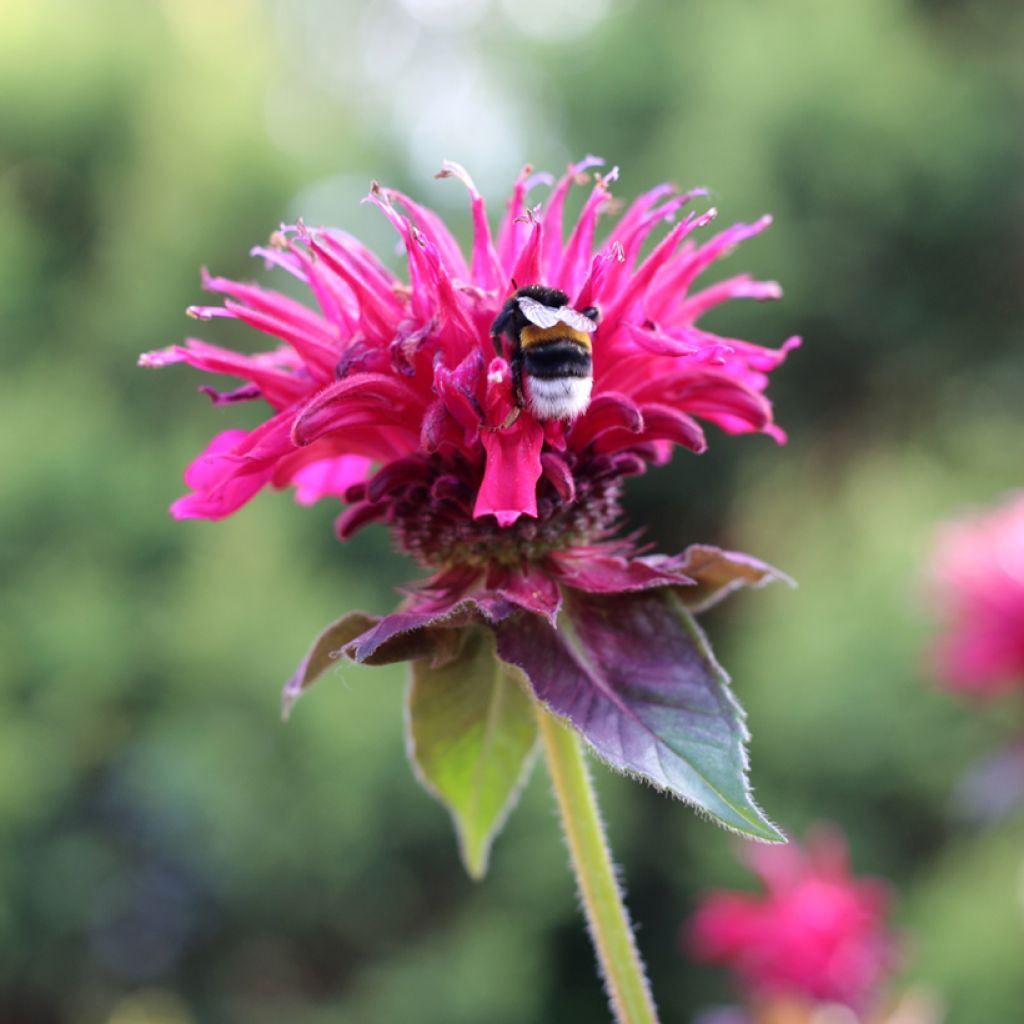 Monarda Bee-True - Indianernessel