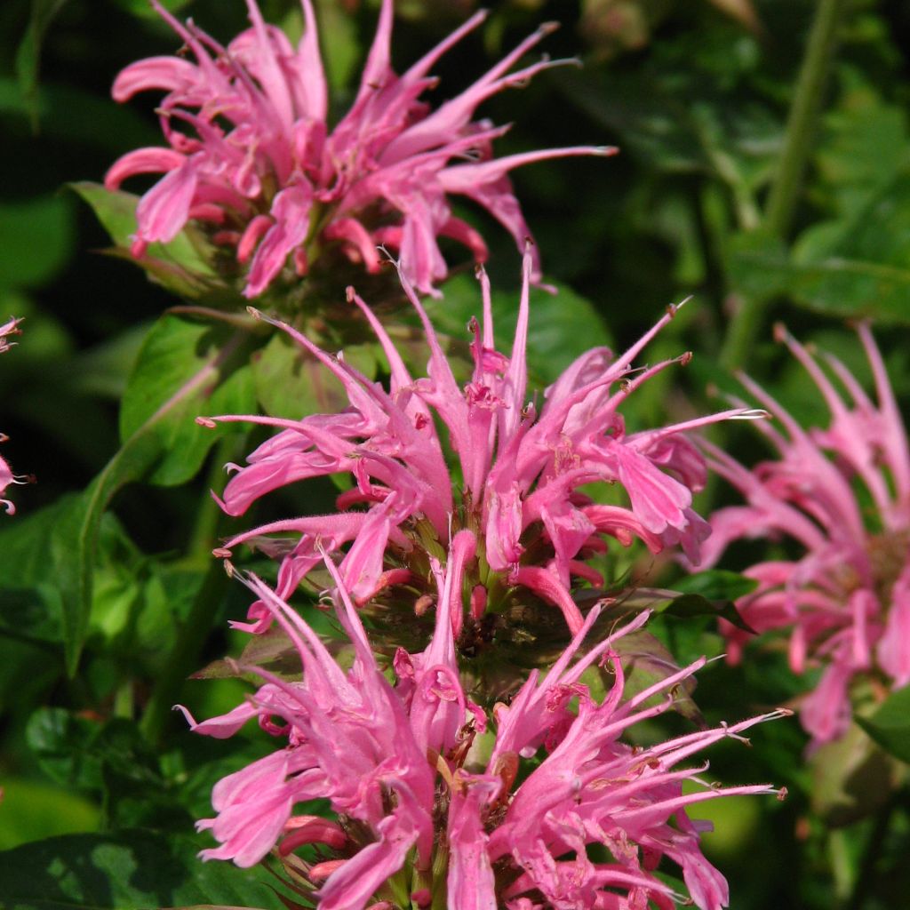 Monarda didyma Croftway Pink - Goldmelisse