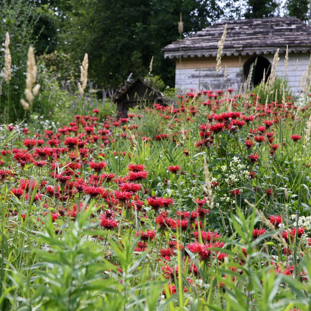 Monarda Gardenview Scarlet - Indianernessel