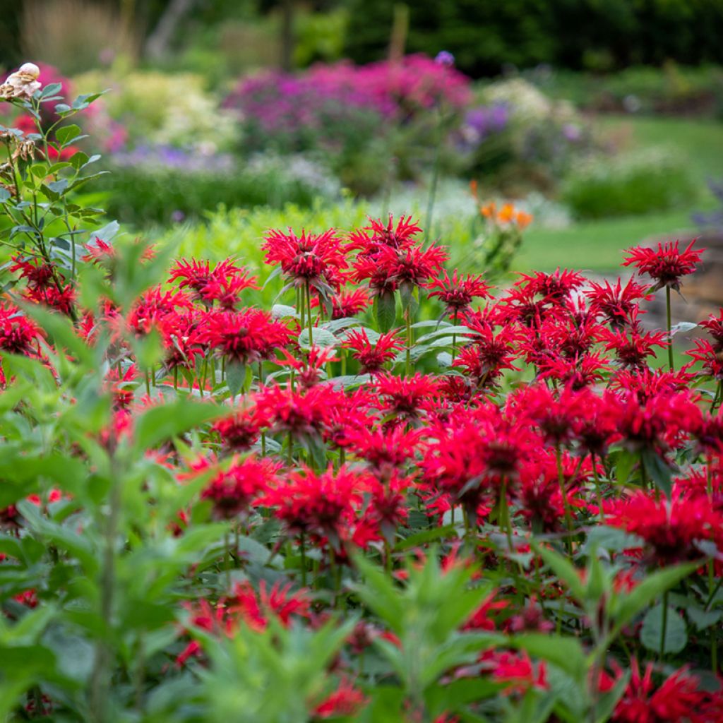 Monarda Gardenview Scarlet - Indianernessel