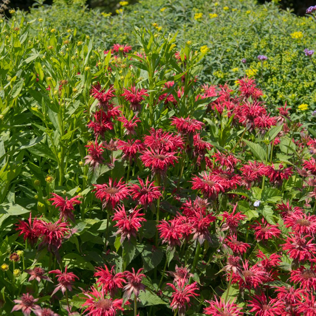 Monarda Gardenview Scarlet - Indianernessel