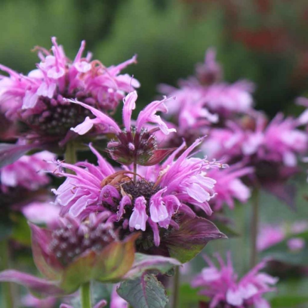 Monarda Mohawk - Indianernessel