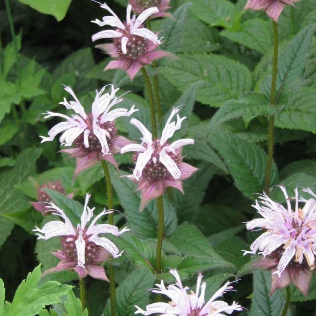 Monarda bradburiana - Indianernessel