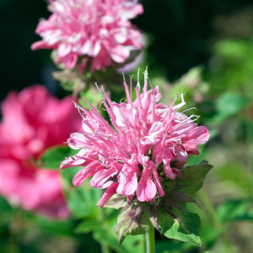 Monarda didyma Sugar Buzz Pink Frosting - Goldmelisse