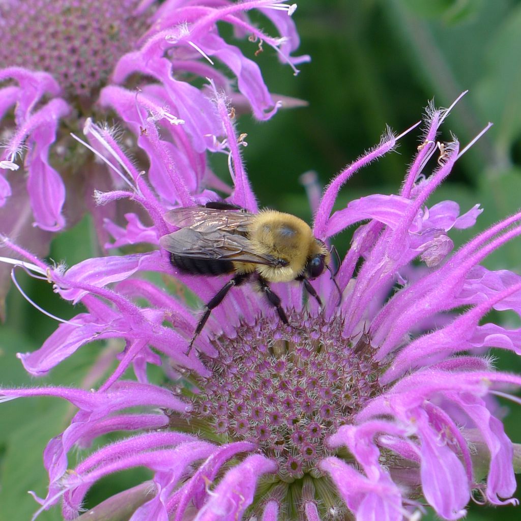 Monarda Blaustrumpf - Indianernessel