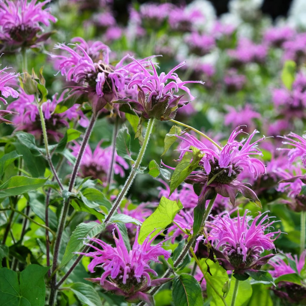 Monarda Blaustrumpf - Indianernessel