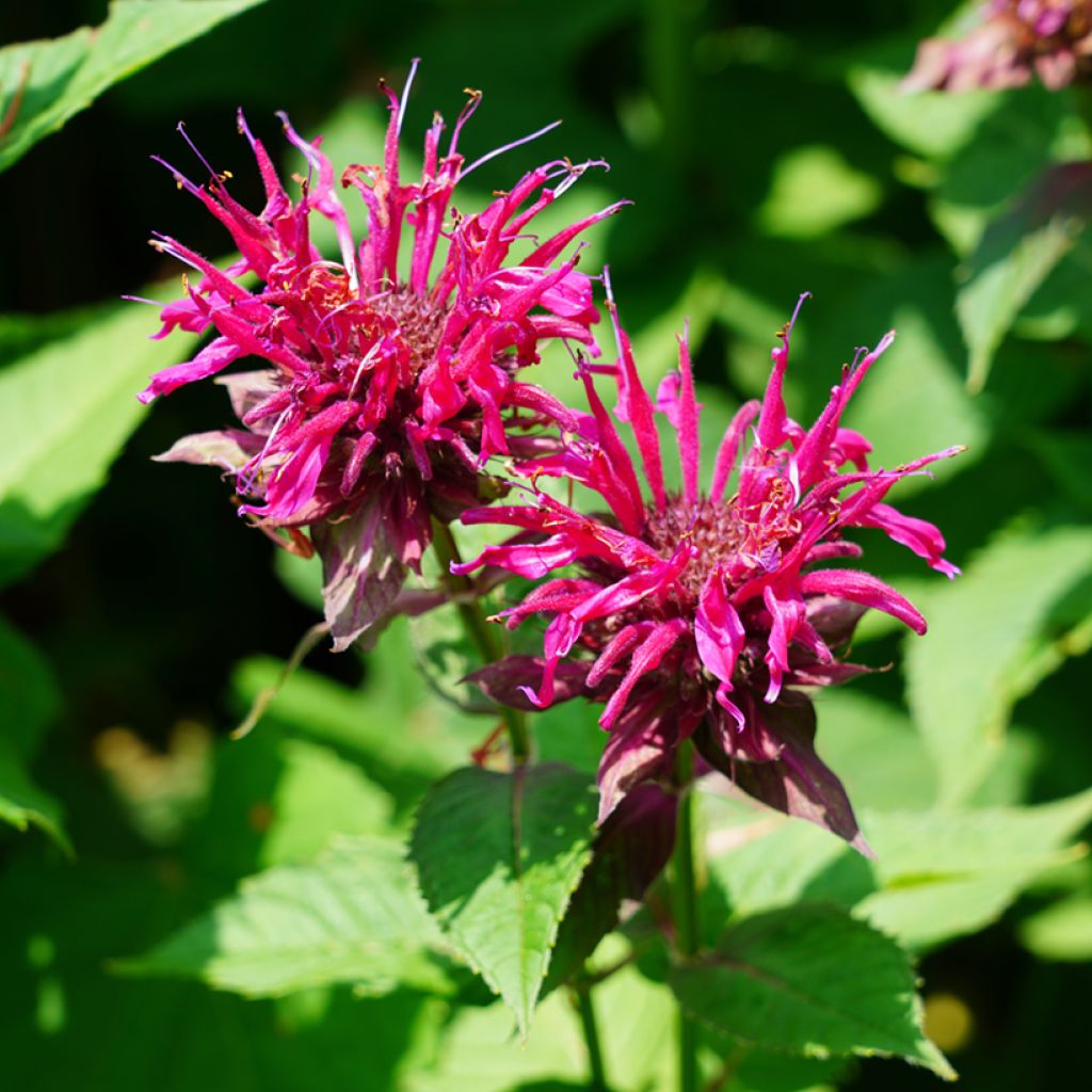 Monarda Cambridge Scarlet - Indianernessel