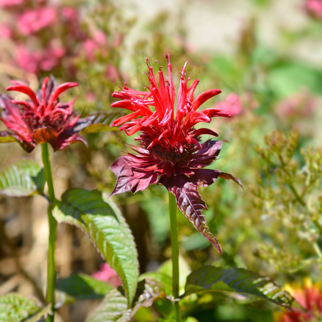 Monarda Cambridge Scarlet - Indianernessel