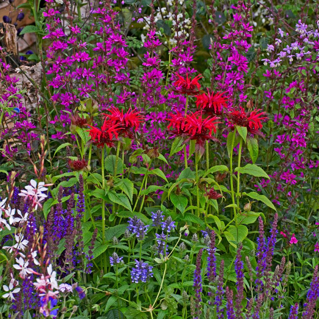 Monarda Cambridge Scarlet - Indianernessel