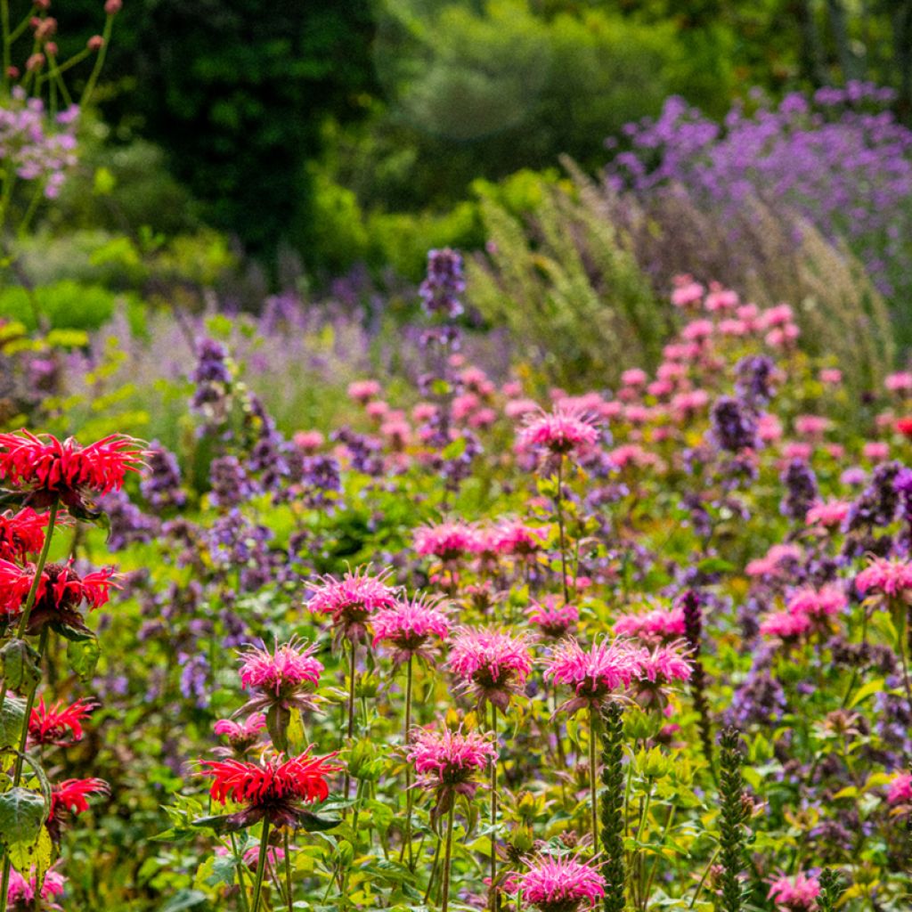 Monarda didyma Croftway Pink - Goldmelisse