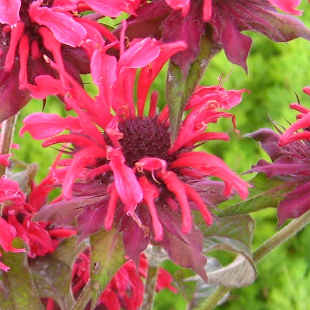 Monarde Feuerschopf - Bergamote rouge intense.