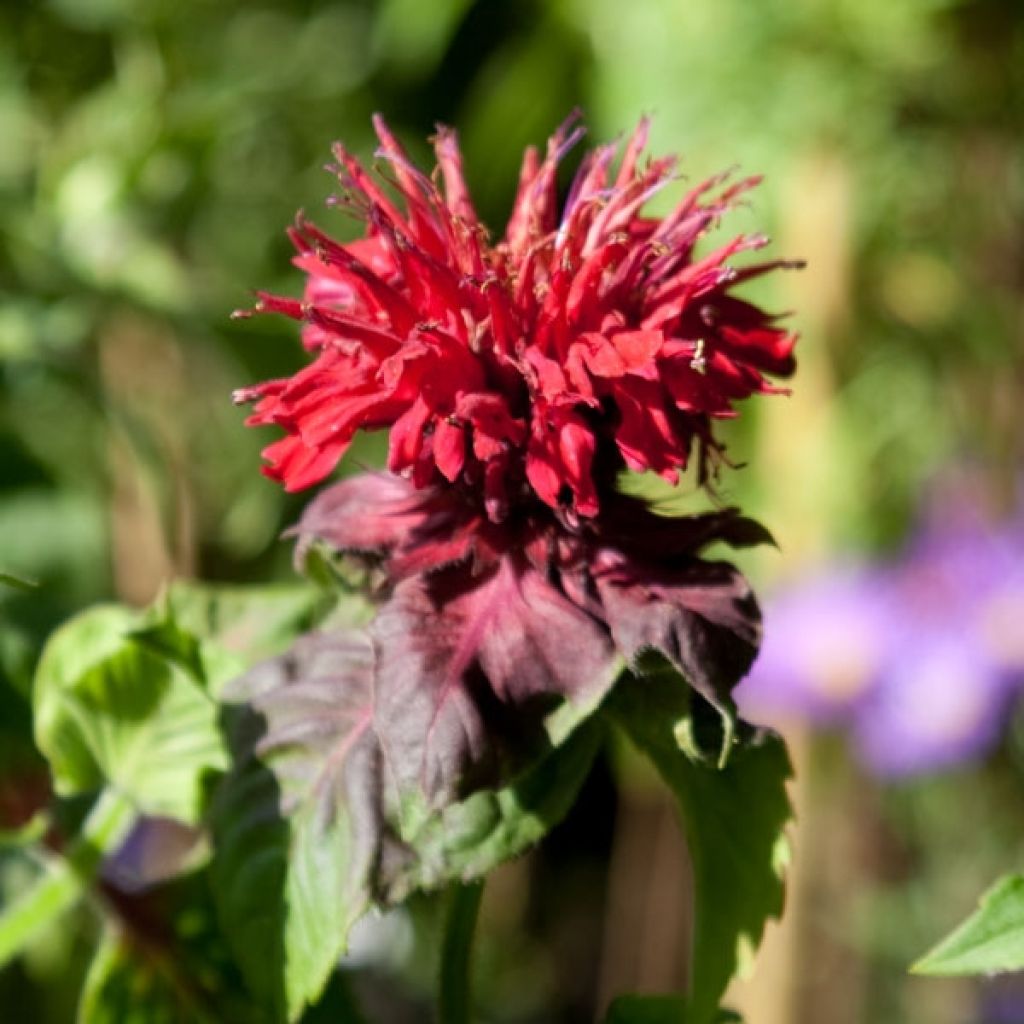 Monarda Fireball - Indianernessel