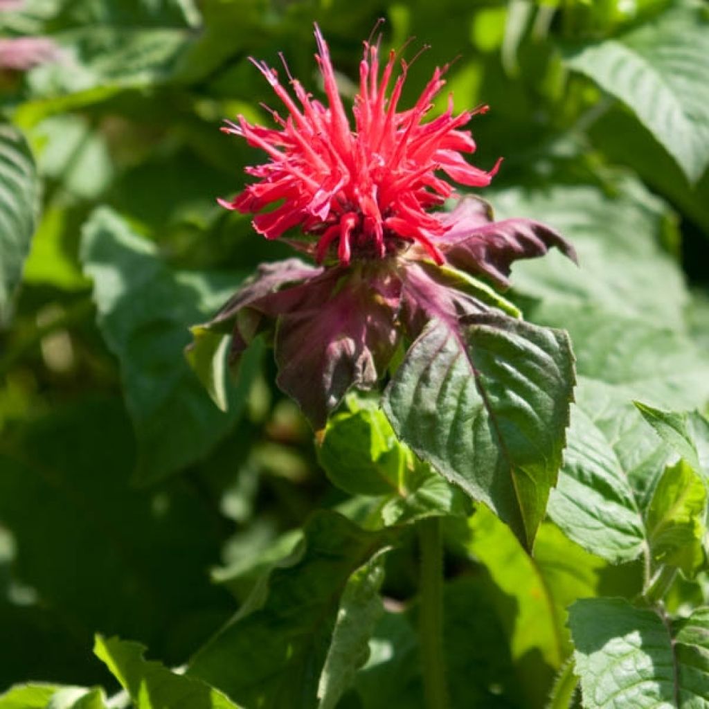 Monarde Fireball