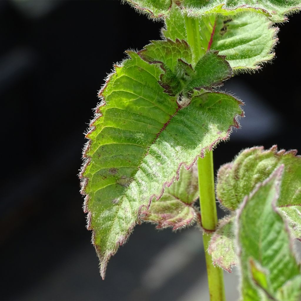 Monarde Fireball - Bergamote rouge