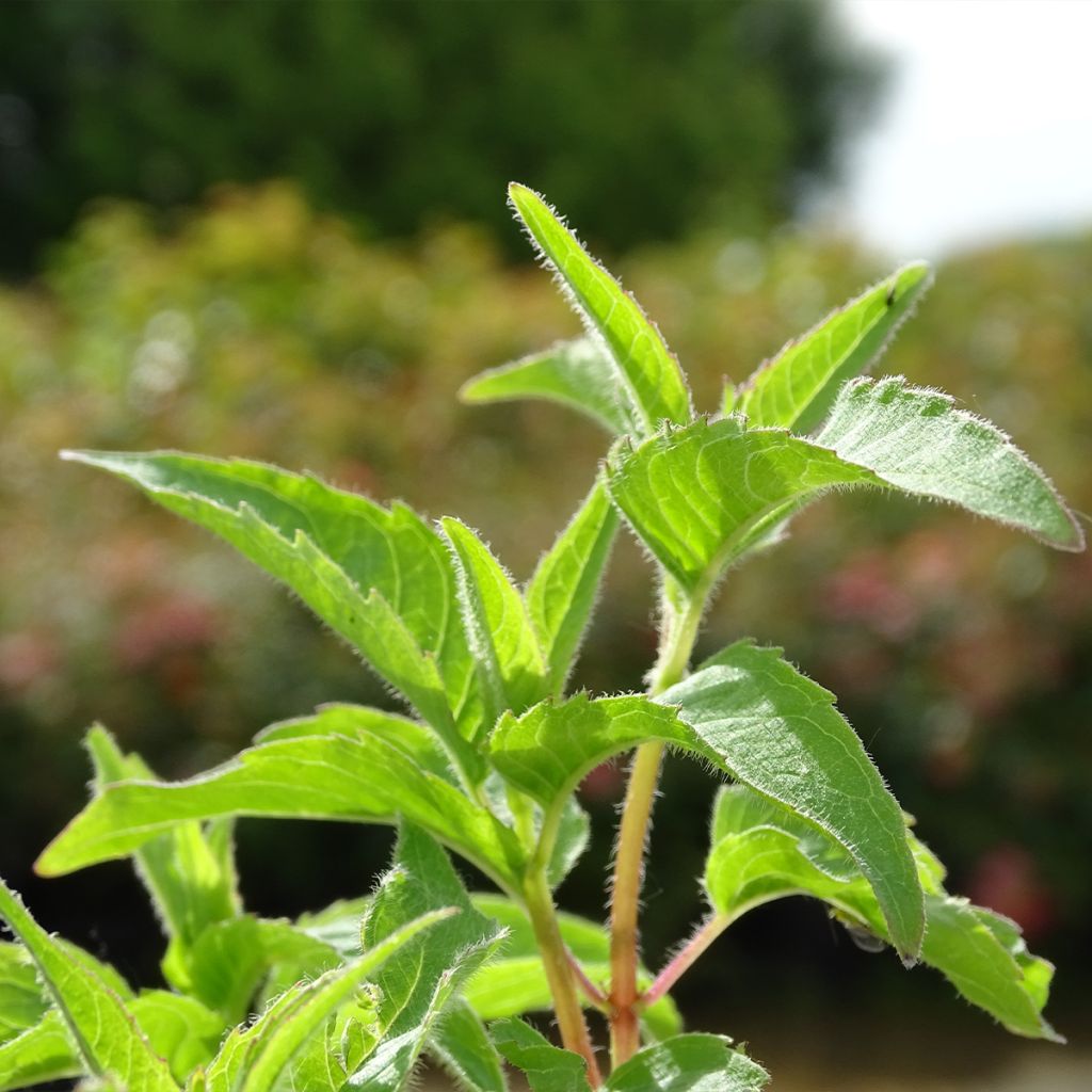 Monarda Heidelerche - Indianernessel