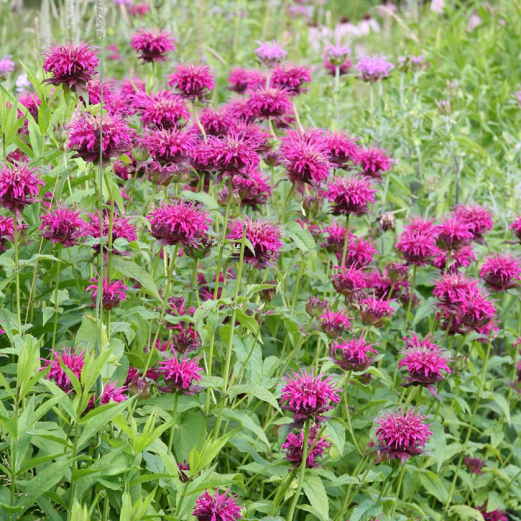 Monarda Heidelerche - Indianernessel