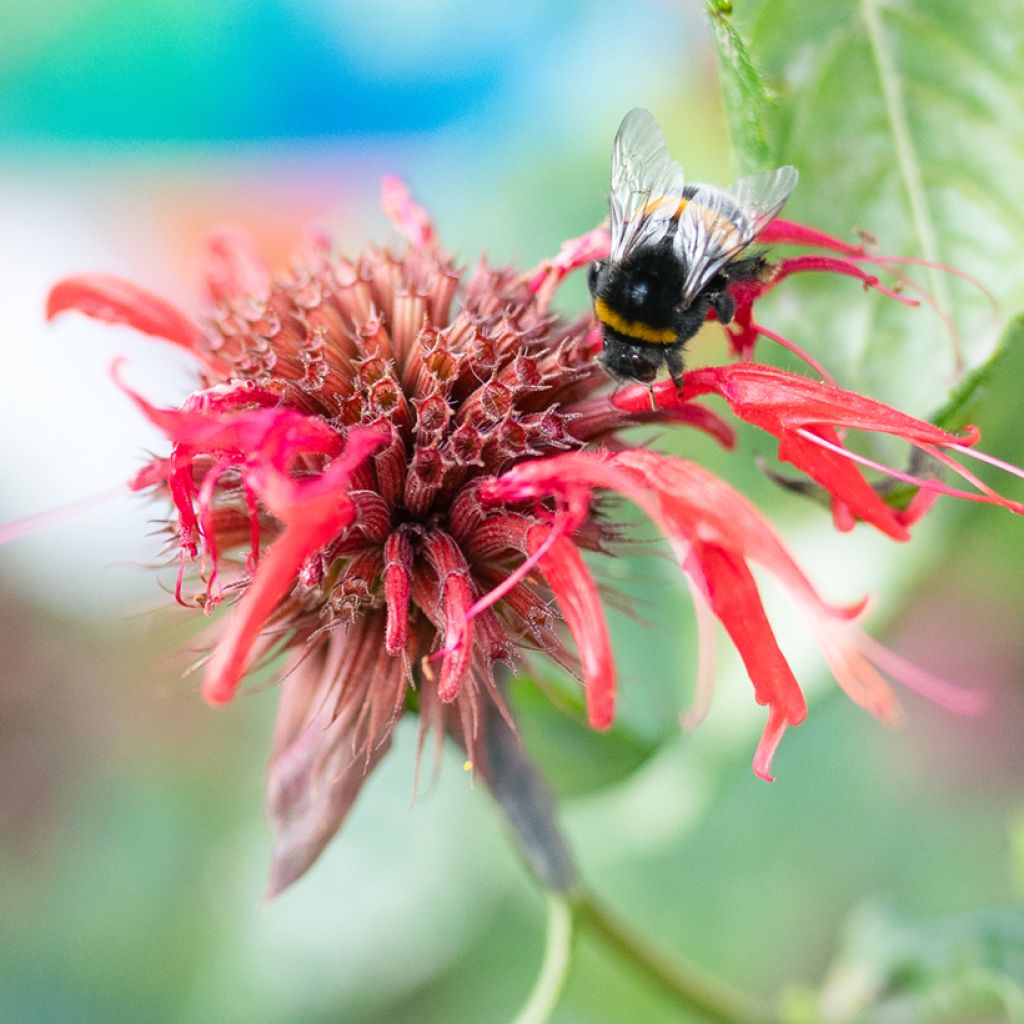 Monarda Jacob Cline - Indianernessel