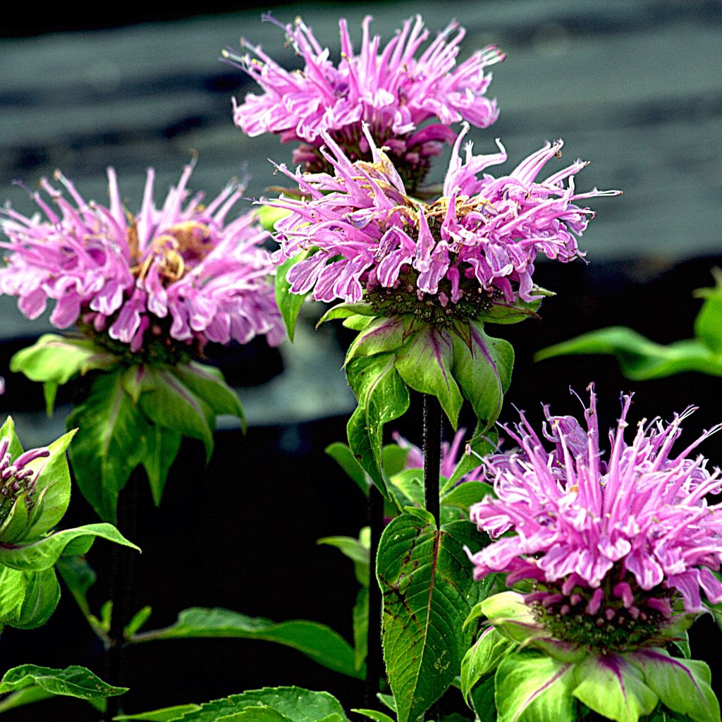 Monarda Melissa - Indianernessel