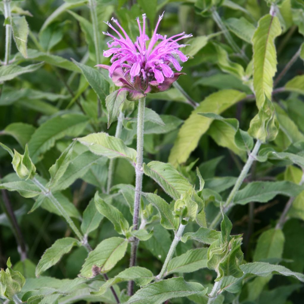 Monarda Mohawk - Indianernessel