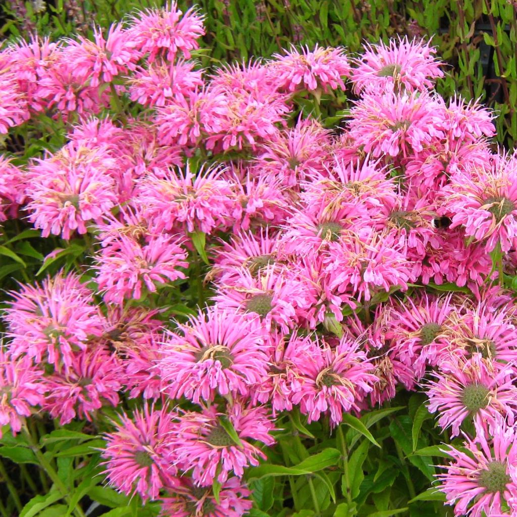 Monarda didyma Pardon My Pink - Goldmelisse