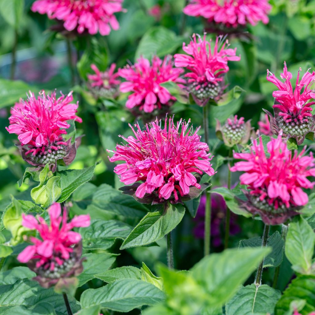 Monarda Pink Lace - Indianernessel