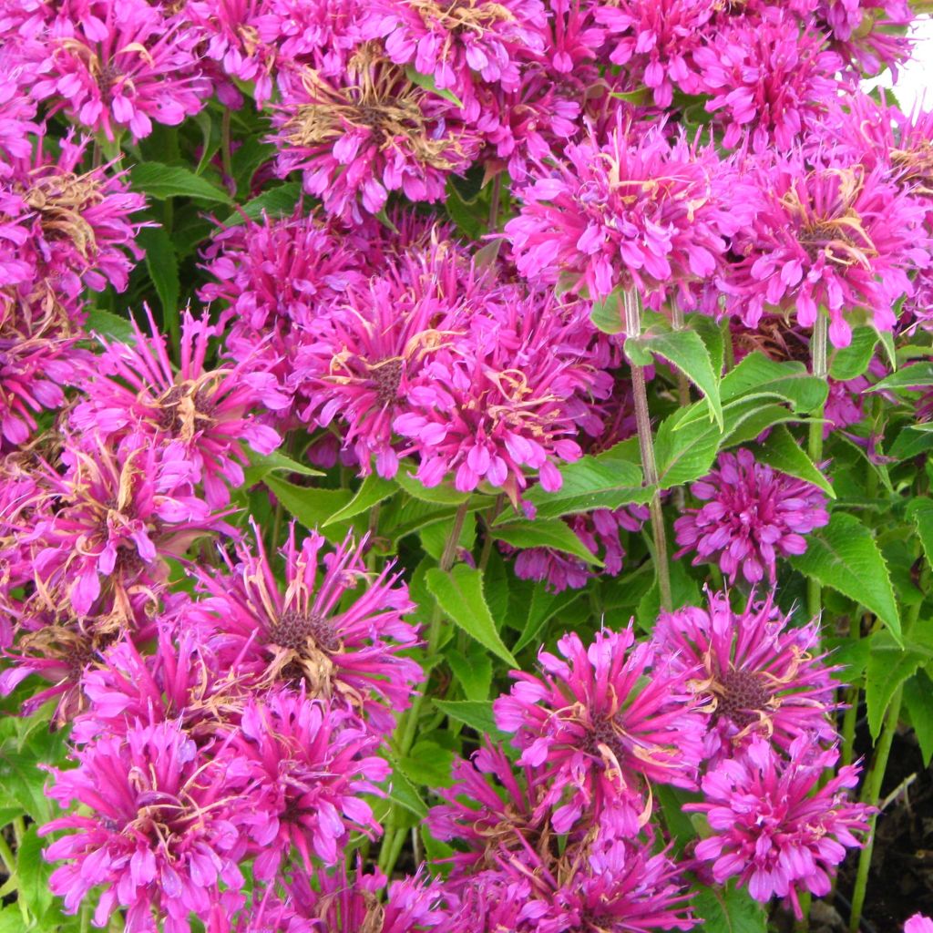 Monarda Purple Lace - Indianernessel