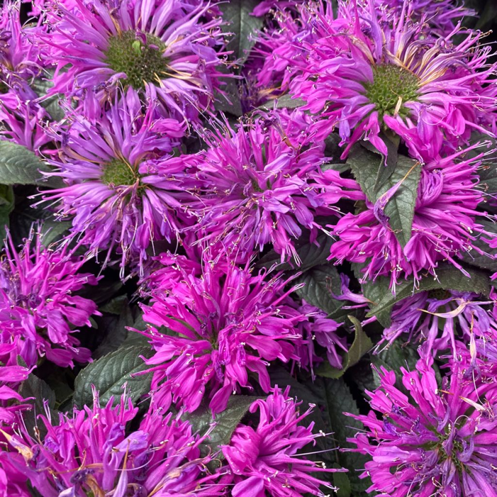 Monarda Purple Lace - Indianernessel