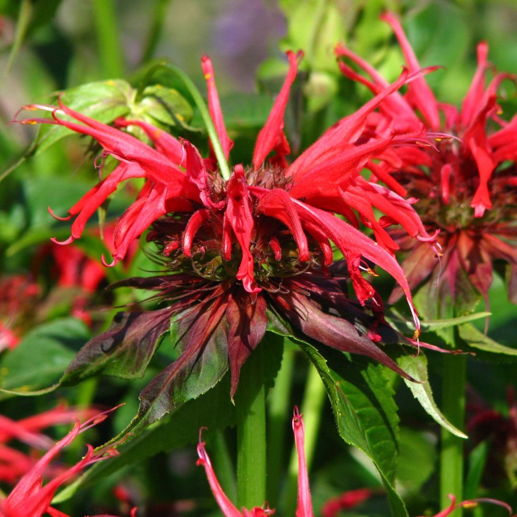 Monarda Squaw - Indianernessel