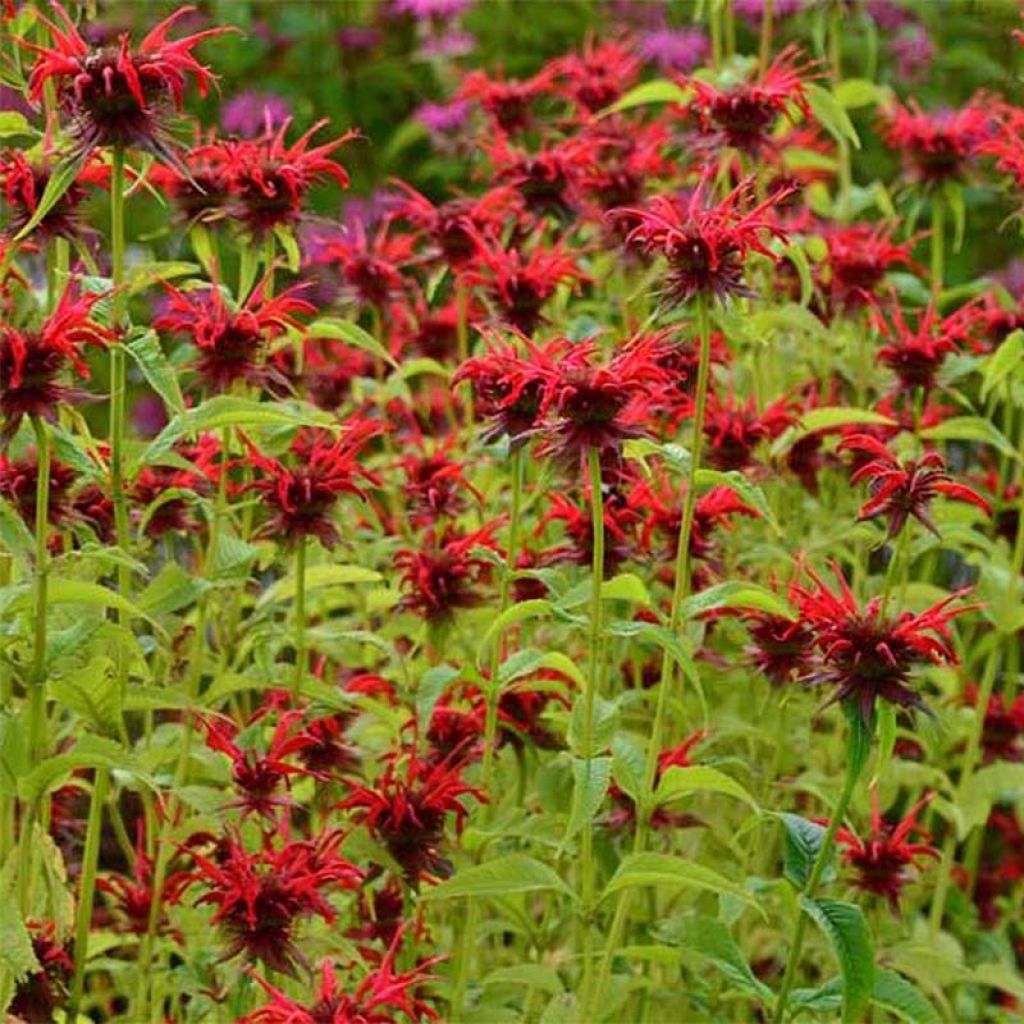 Thé d'Oswego Squaw - Monarde Squaw - Monarda Bergamote Squaw