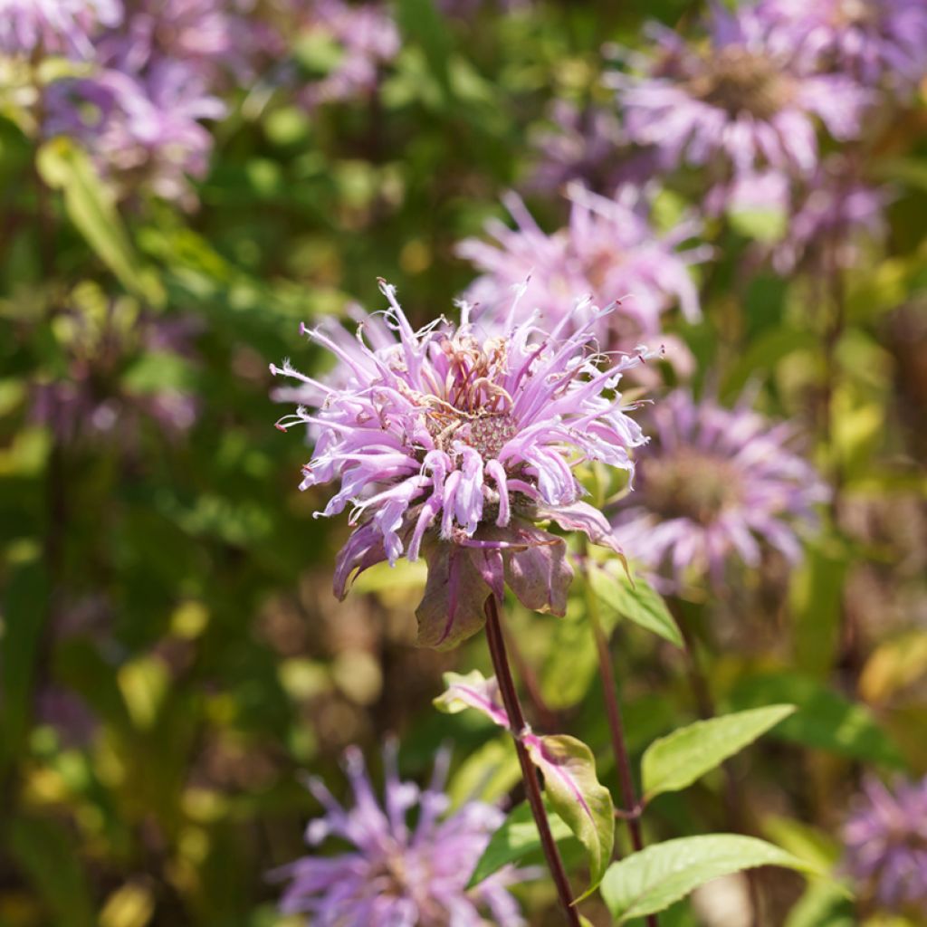 Monarda bradburiana - Indianernessel