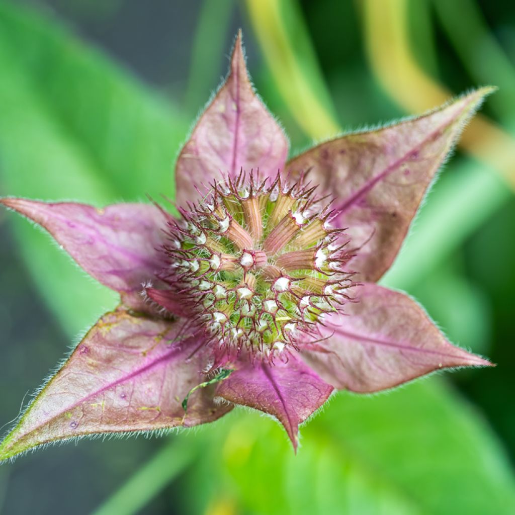 Monarda bradburiana - Indianernessel