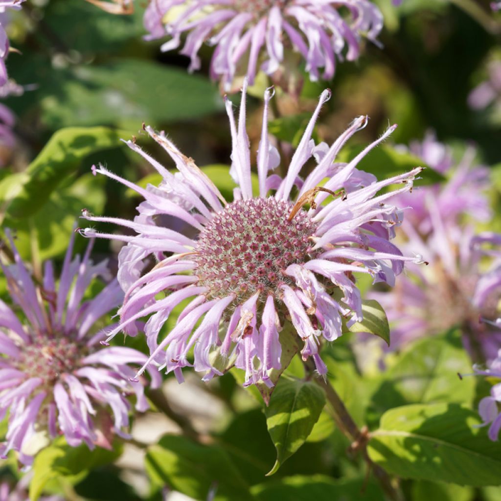 Monarda bradburiana - Indianernessel