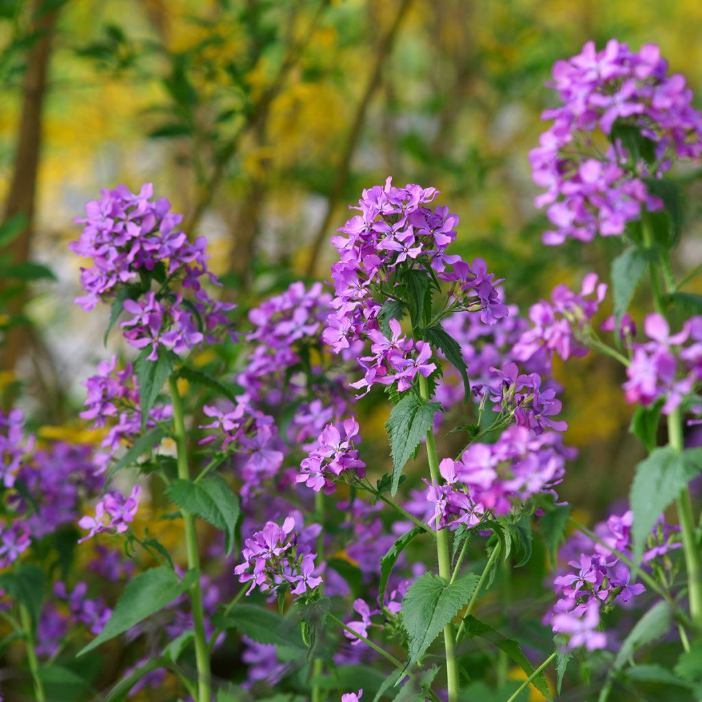 Silberblatt - Lunaria annua