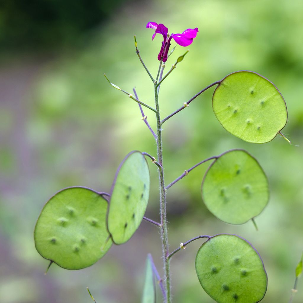 Silberblatt - Lunaria annua