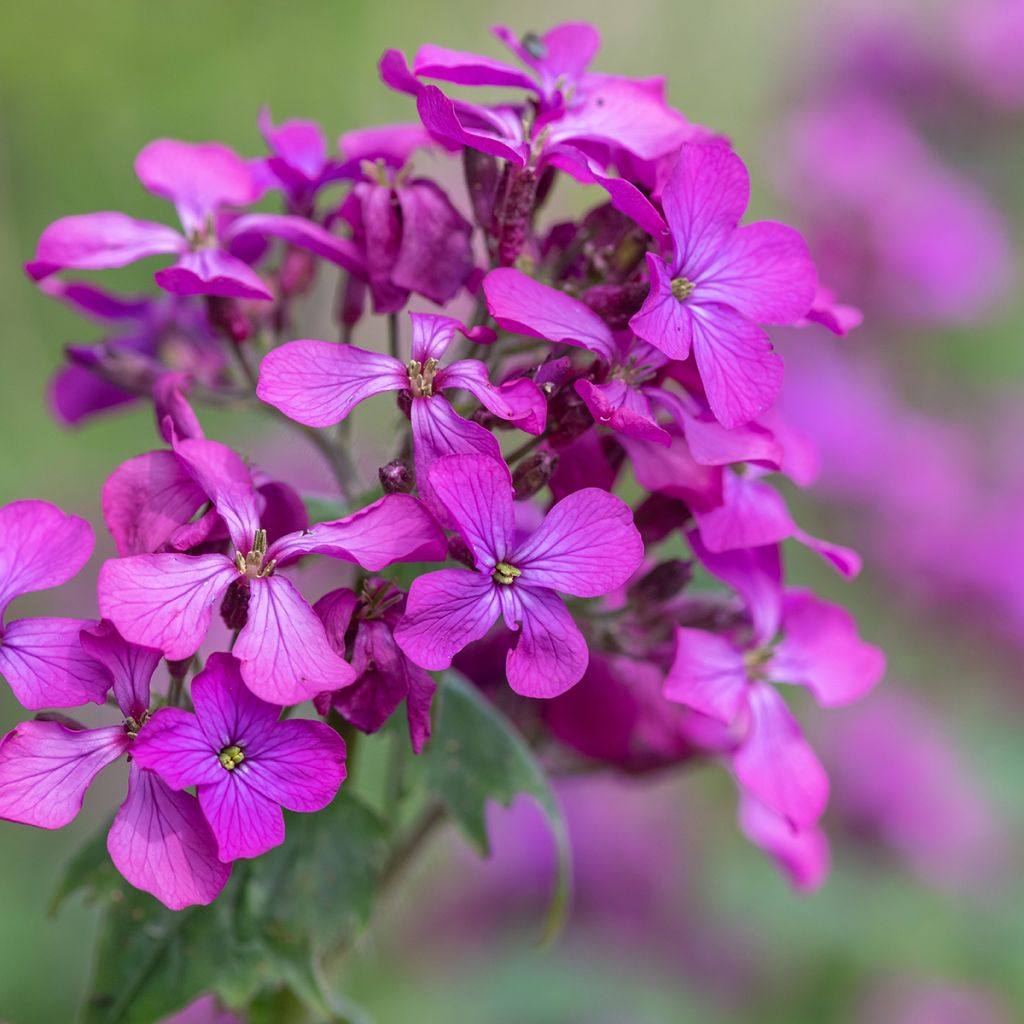 Silberblatt - Lunaria annua