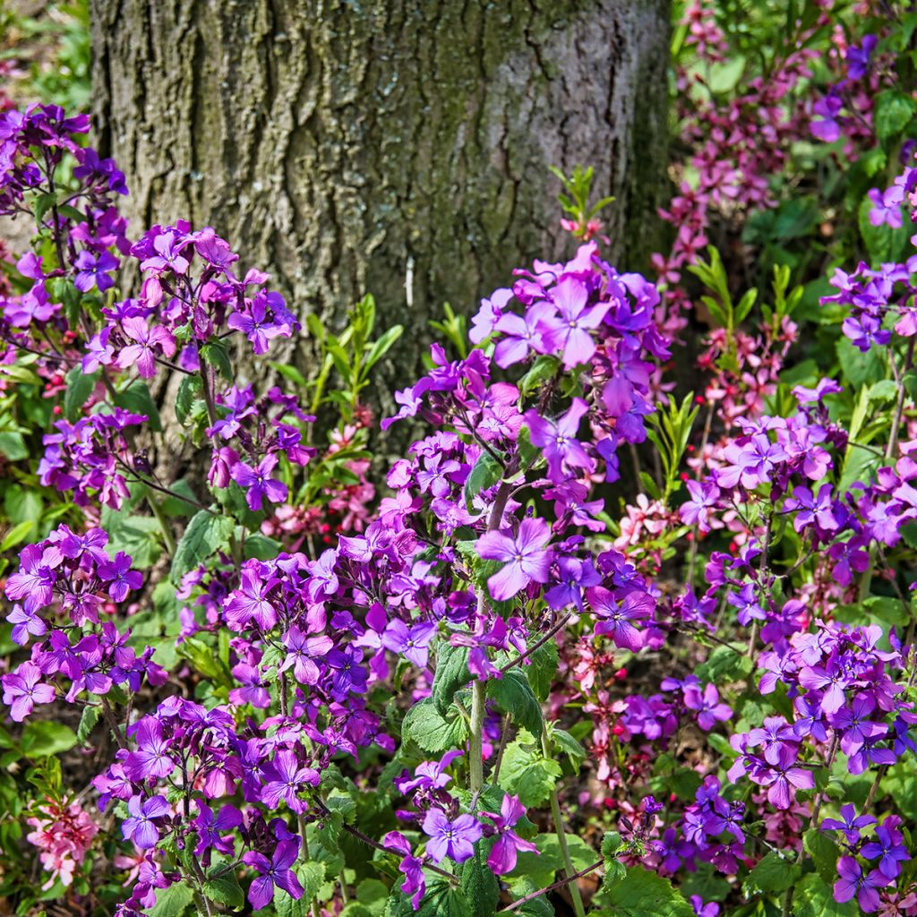 Silberblatt - Lunaria annua