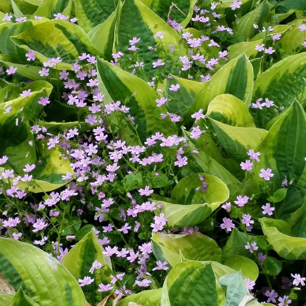 Hosta fortunei Twilight - Garten-Funkie