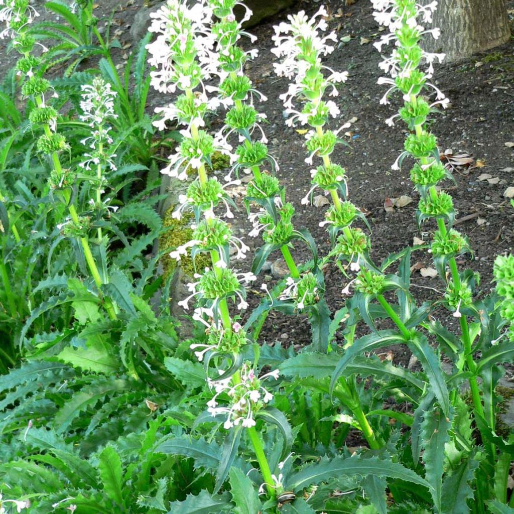 Morina longifolia - Kardendistel