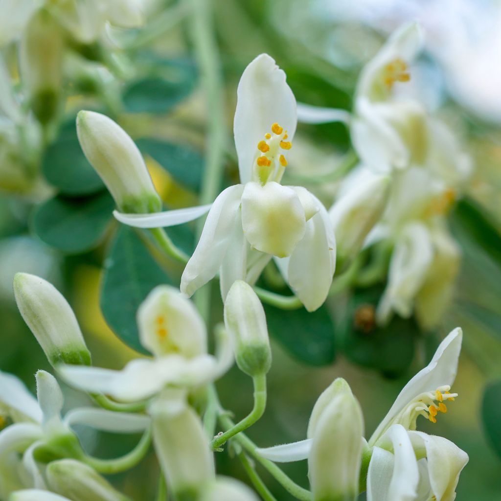 Moringa oleifera - Pferderettichbaum