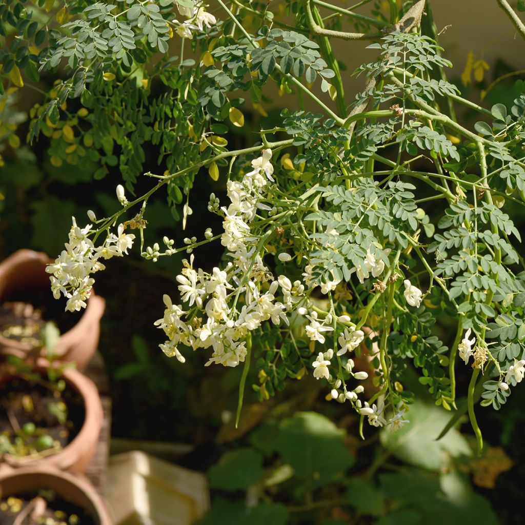 Moringa oleifera - Arbre de vie