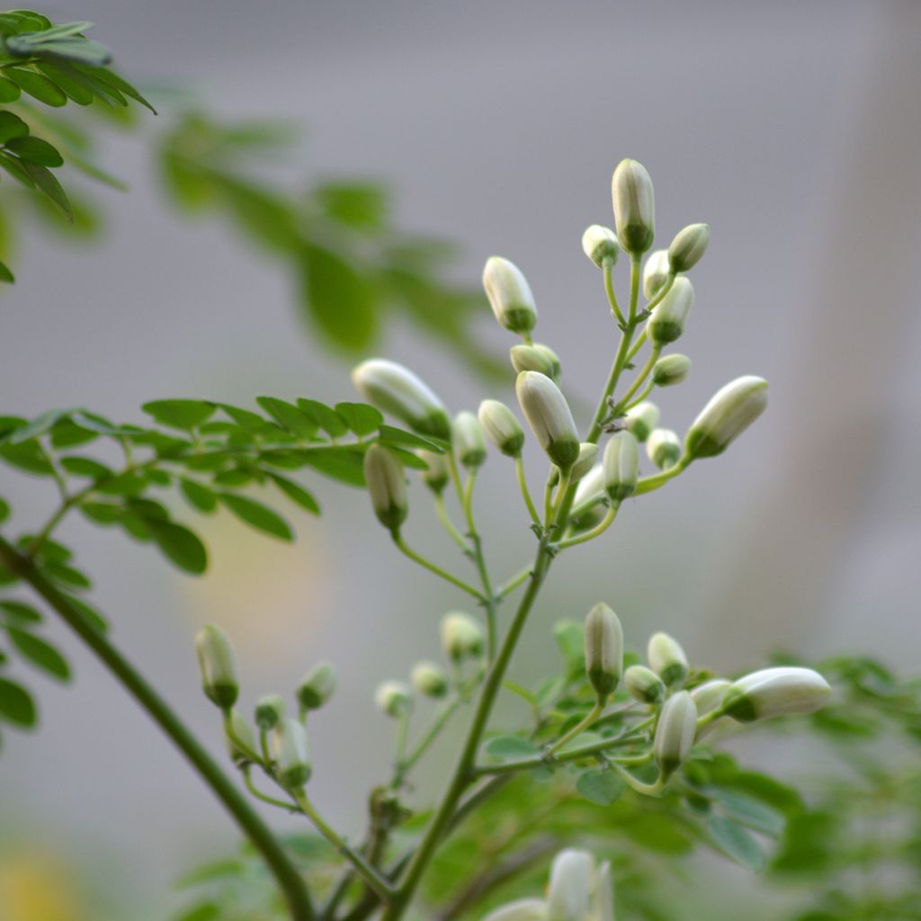 Moringa oleifera - Arbre de vie