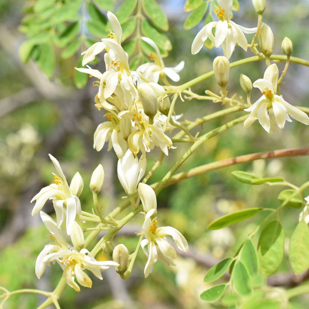 Moringa oleifera - Pferderettichbaum