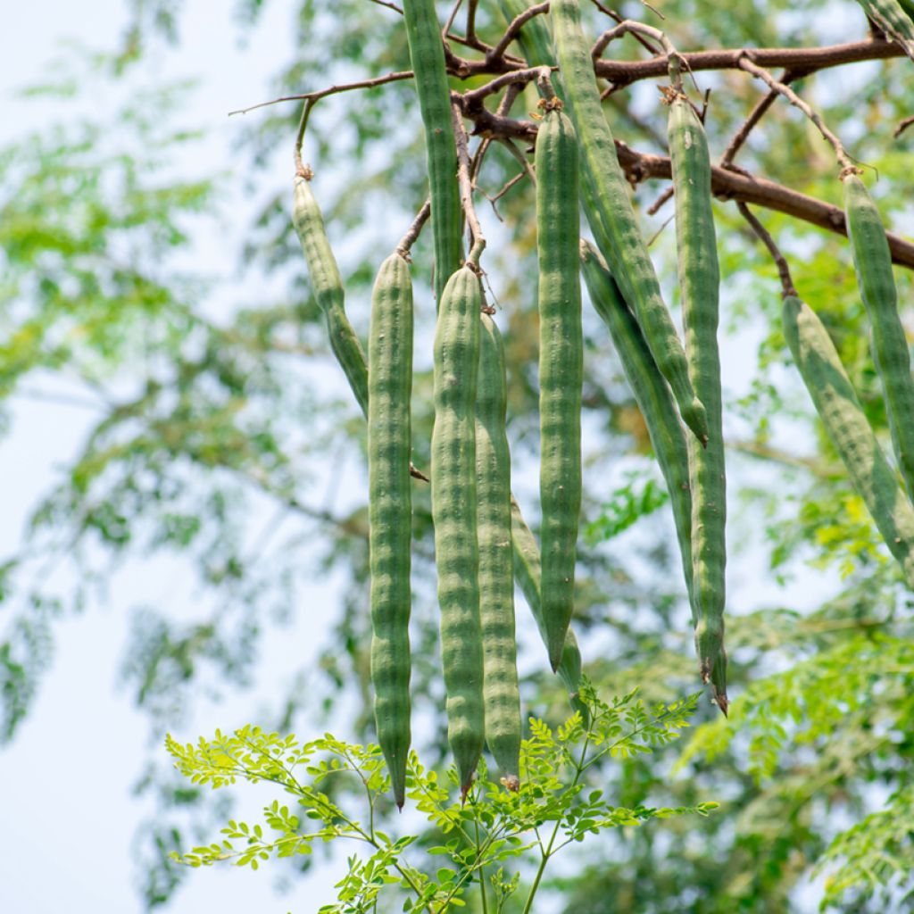 Moringa oleifera - Pferderettichbaum