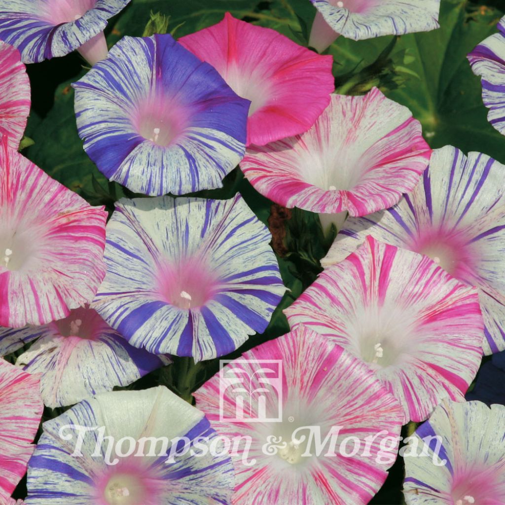 Ipomoea purpurea Carnevale Di Venezia (Samen) - Prunkwinde