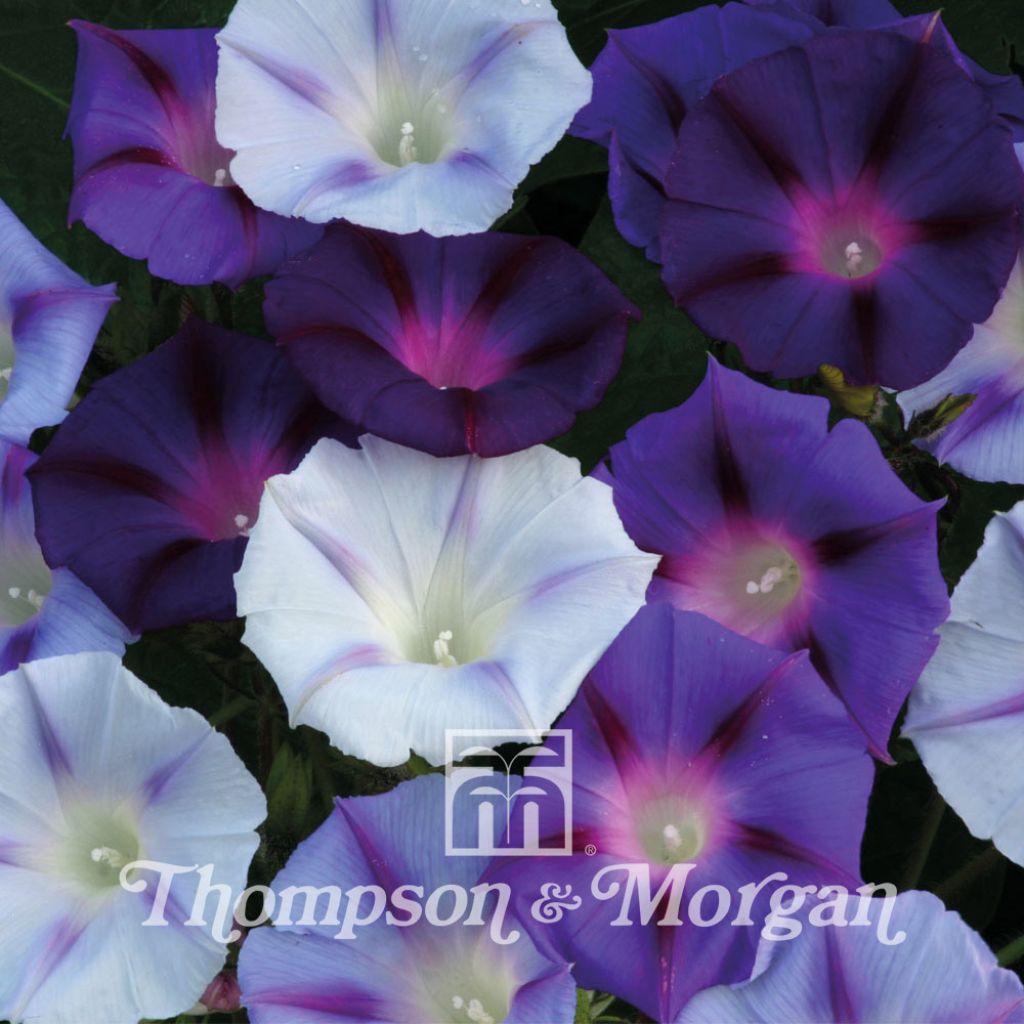 Ipomoea Hazelwood Blues (Samen) - Prunkwinde