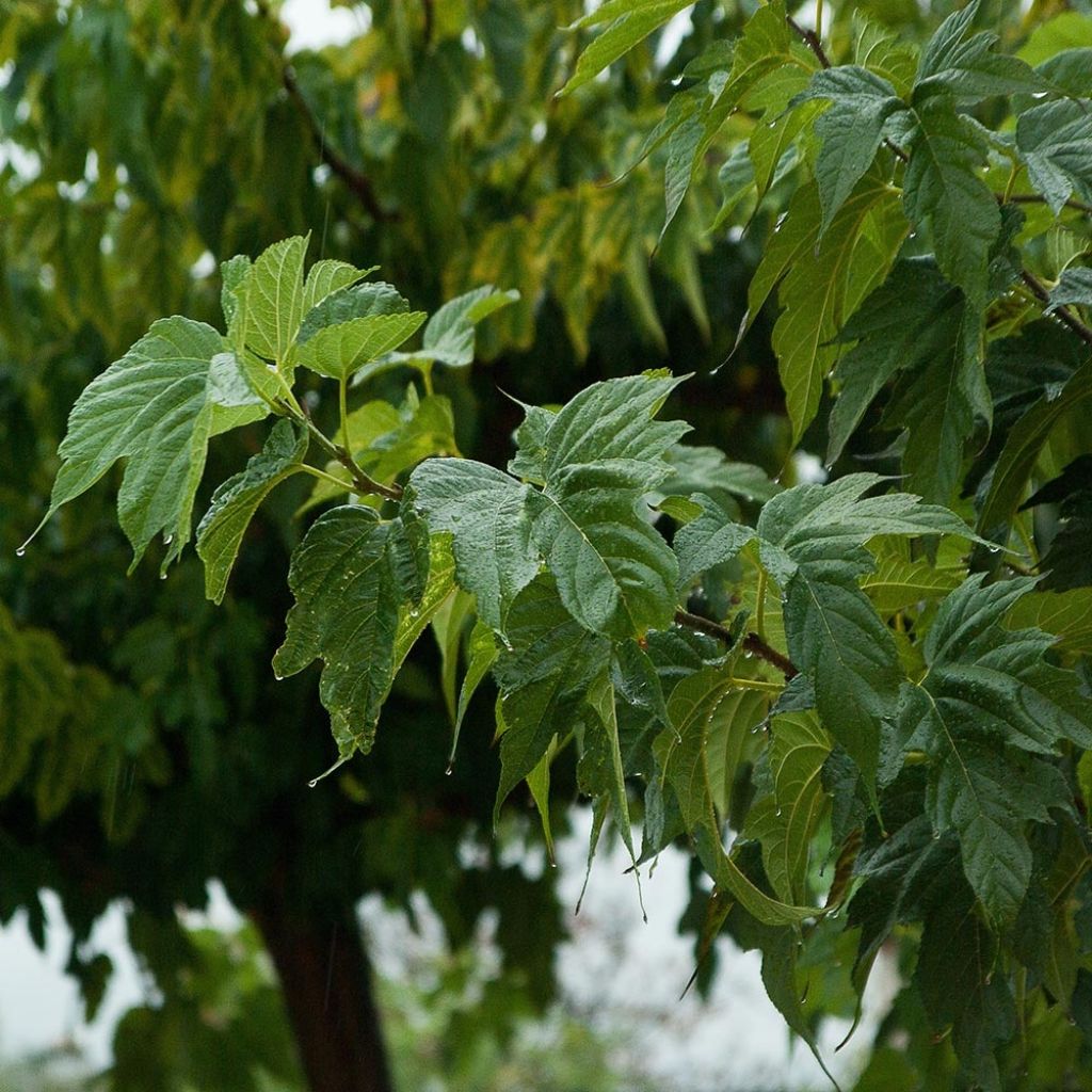 Morus alba Fruitless - Weißer Maulbeerbaum